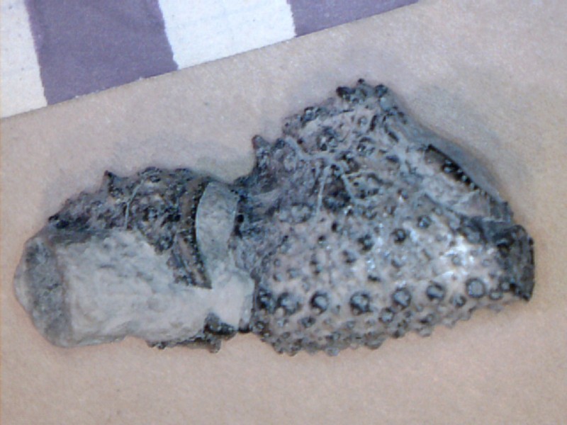 Image46.jpg