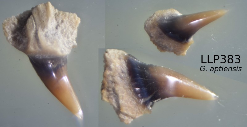 Upper parasymphyseal.