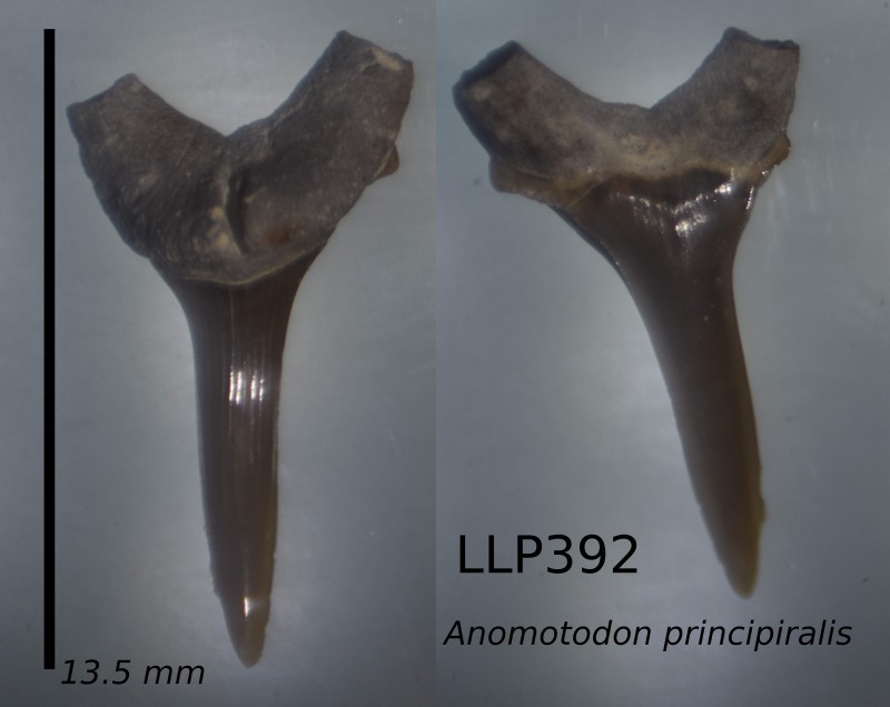 Anterior.