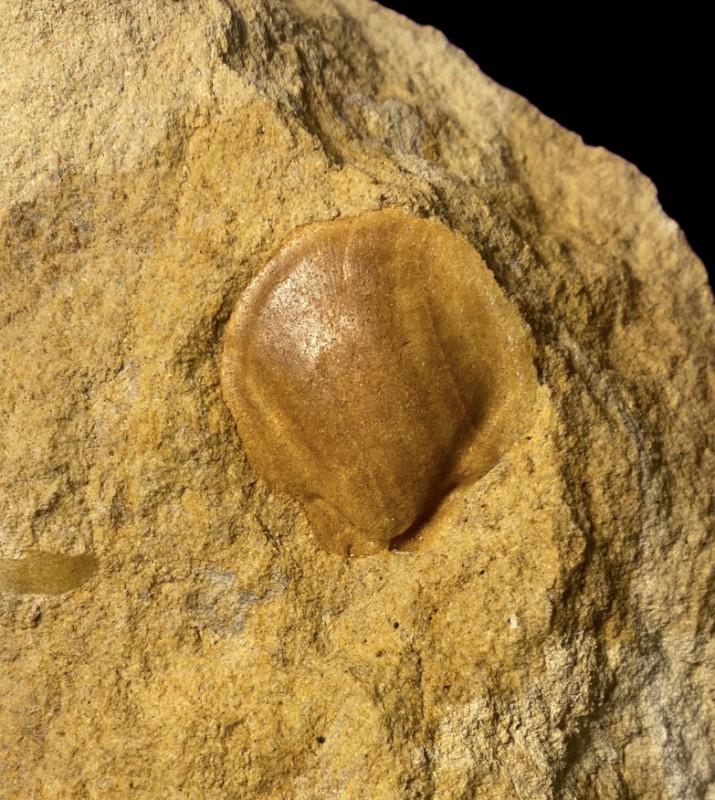 Entolium membranaceum uit Romontbos