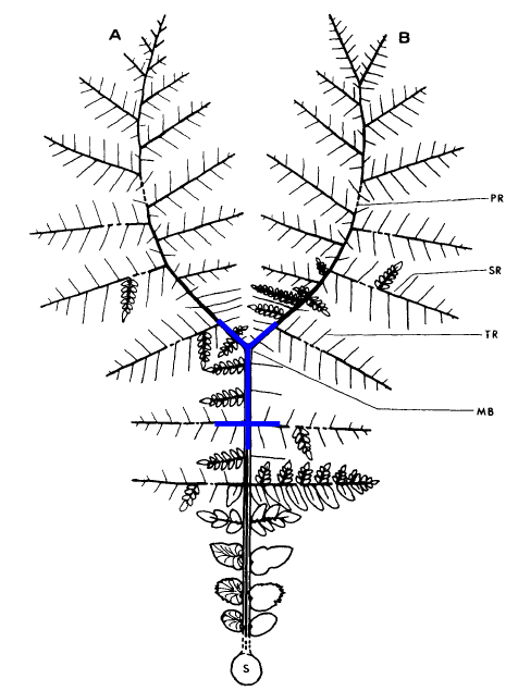 Laveine (1997) Figure 13.png