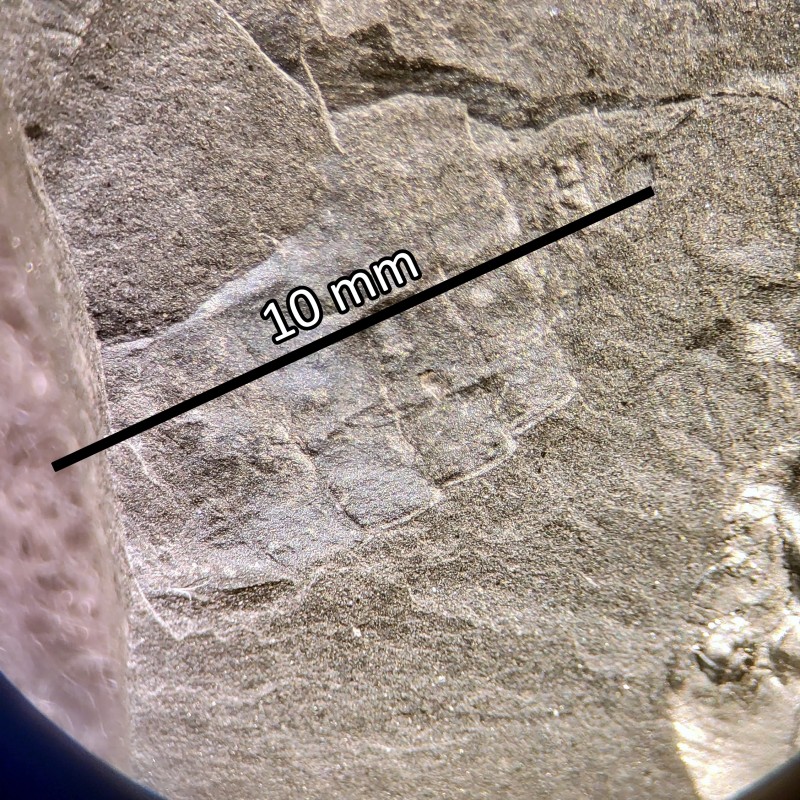 R001scale.jpg