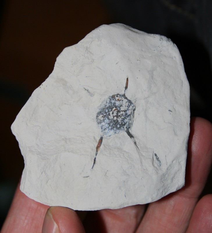 Plinthosella Misburg IMG_2357.JPG