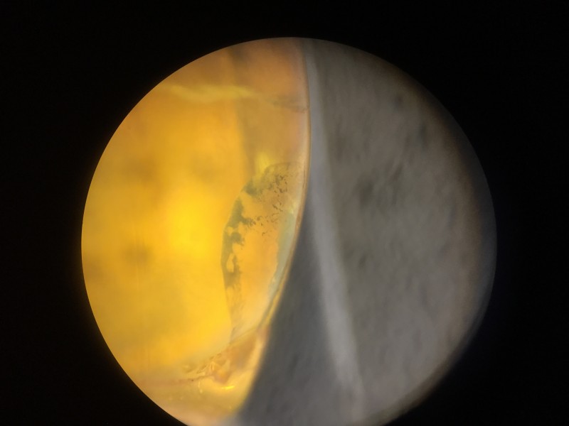 F67092C1-F426-4A26-BDC5-B79E12440C60.jpeg (1018.45 KiB) 310 keer bekeken F67092C1-F426-4A26-BDC5-B79E12440C60.jpeg