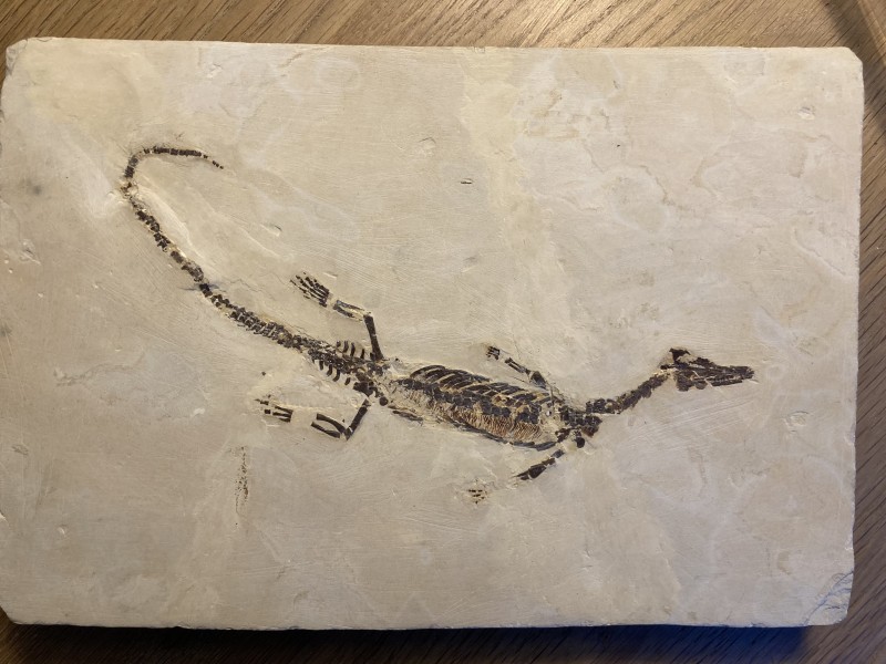 Mesosaurus fossiel