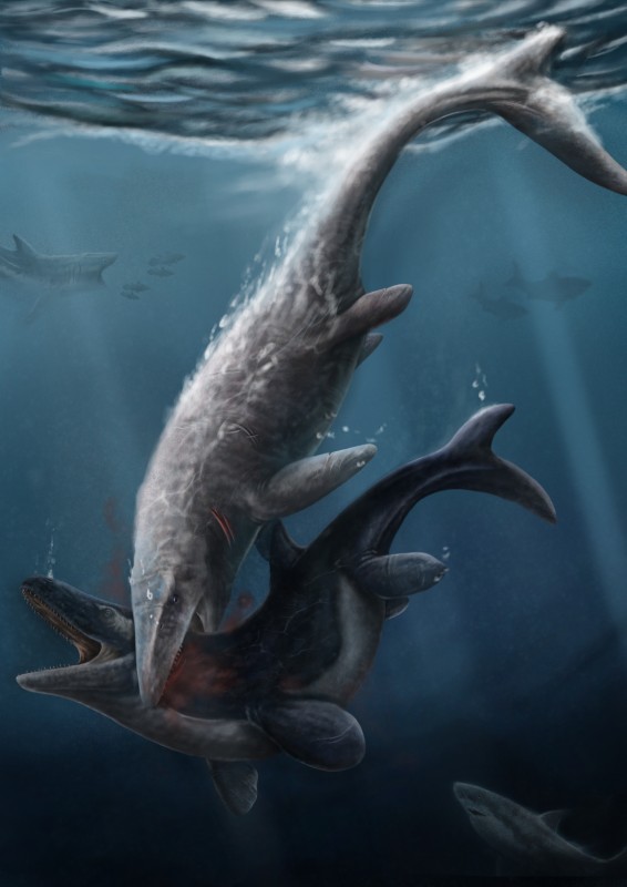 Hainosaurus boubker attacks Thalassotitan atrox.jpg (1.31 MiB) 11040 keer bekeken Hainosaurus boubker attacks Thalassotitan atrox.jpg