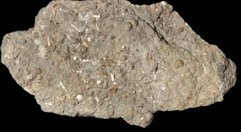 een blok met crinoïden en brachiopoden uit Ostbjörka.
