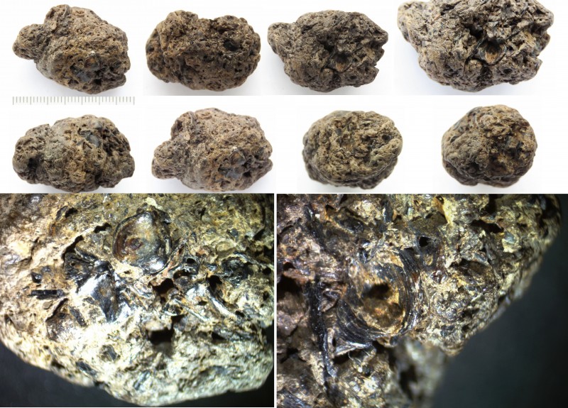 Coproliet, Brouwersdam 28-10-2022