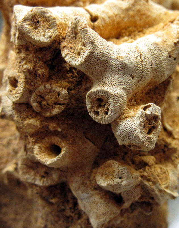 Heteropora_b1.jpg