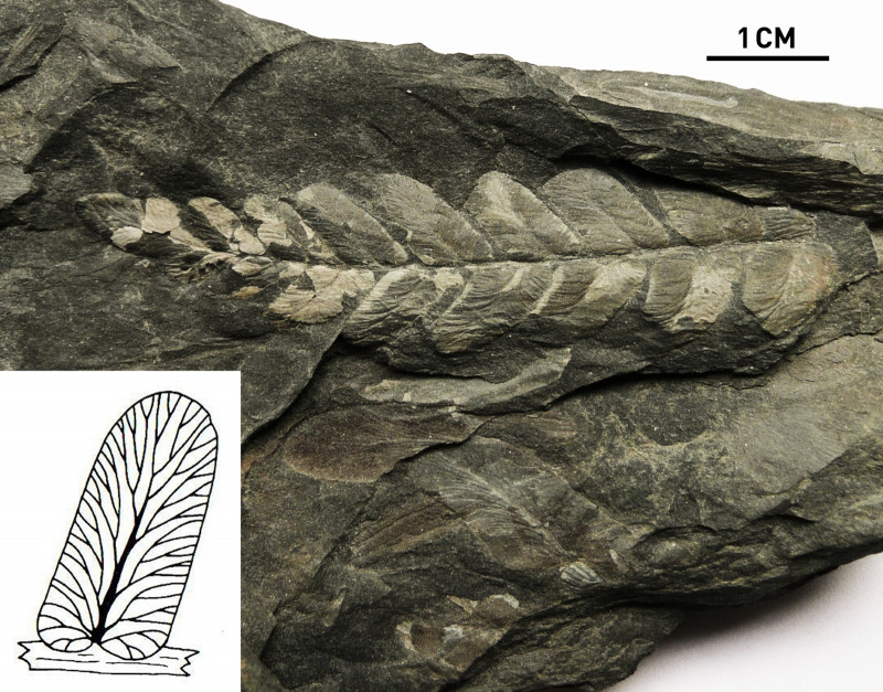 Laveineopteris rarinervis (Bunbury) Cleal et al., 1990.jpg