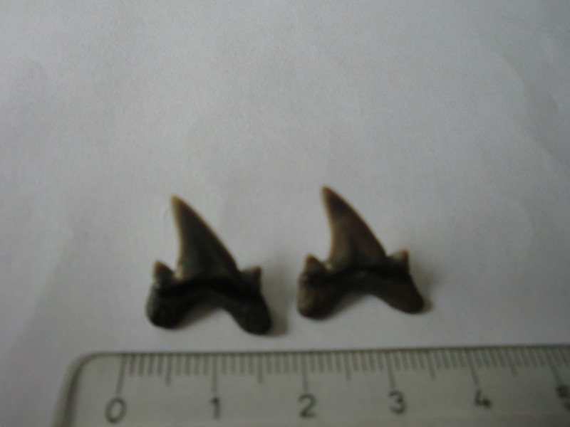 CIMG6113.JPG