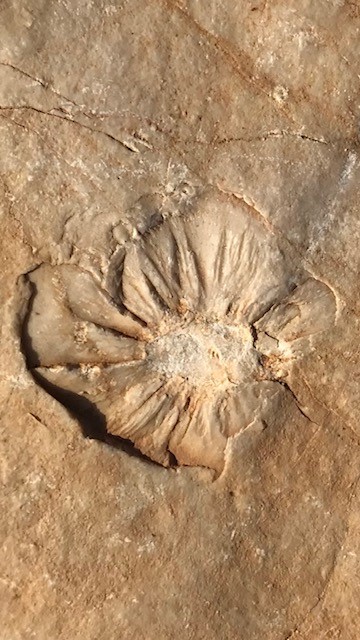 Fossile.jpg