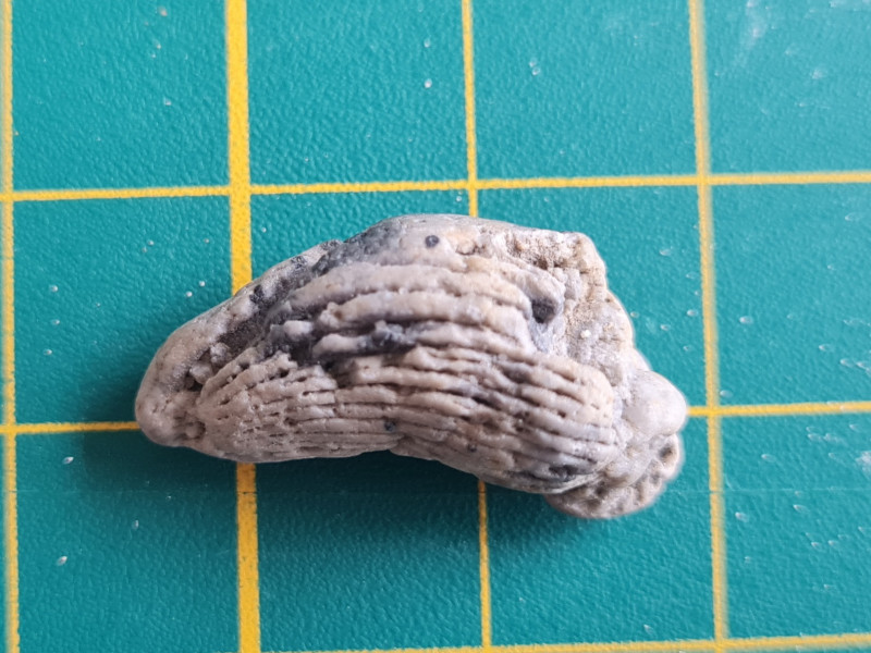 20230212_120459.jpg (576.92 KiB) 846 keer bekeken 20230212_120459.jpg