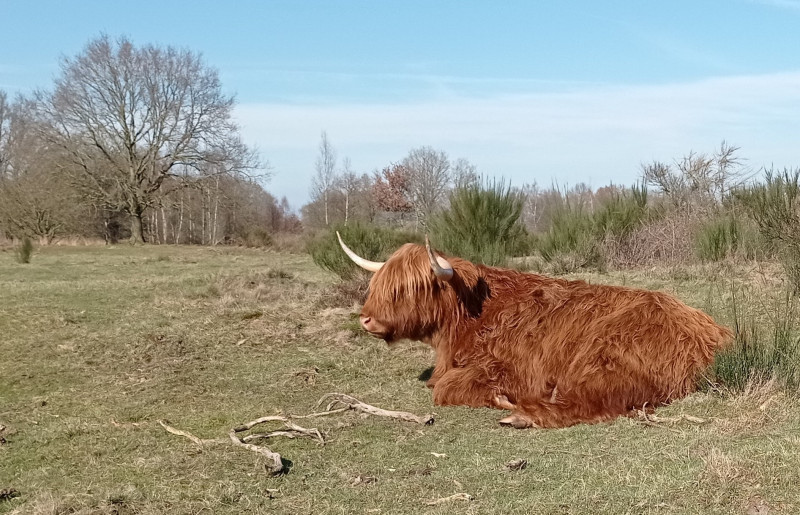 Schotse hooglander bij Het Zwarte Gat bij Zuidwolde a.jpg