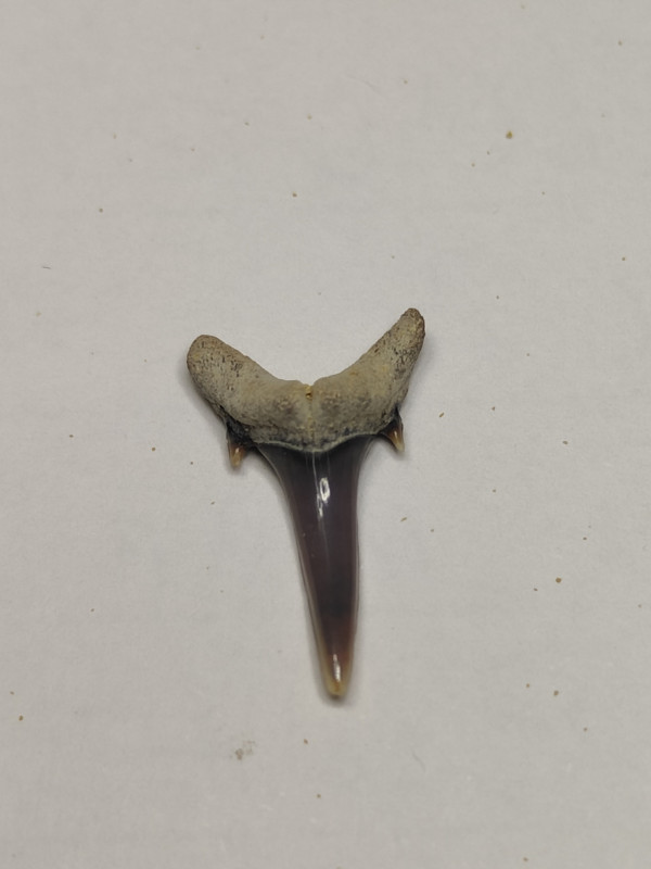 Carcharias?