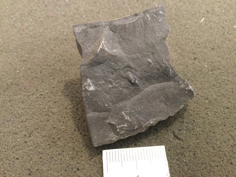 50A5043D-4CE7-4174-A44D-1506A6F36549.jpeg (1.85 MiB) 1693 keer bekeken Ik vraag me af of dit een Lingula zou kunnen zijn. Moeilijk om een betere foto te maken.