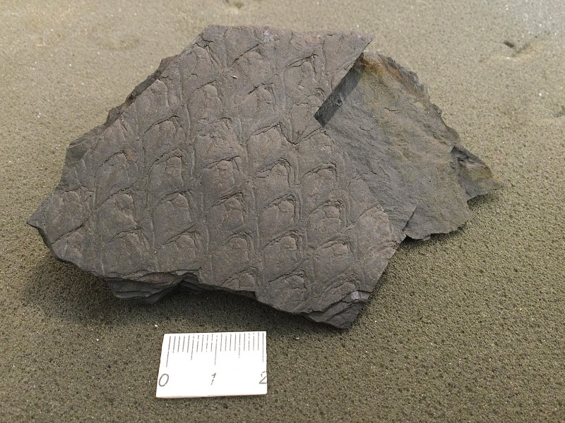 D5ECAAC4-6C94-41D9-A264-C60A64797EC6.jpeg (3.55 MiB) 1693 keer bekeken Lepidodendron aculeatum