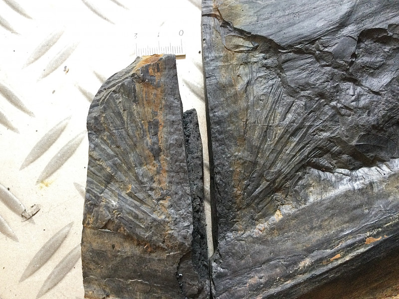 1AC3CBB6-DB5B-4982-AA9C-7B7106C6D02B.jpeg (3.33 MiB) 1693 keer bekeken Waarschijnlijk Lepidodendron blaadjes in een kransje aan een twijgje. Positief (rechts) en negatief (links).