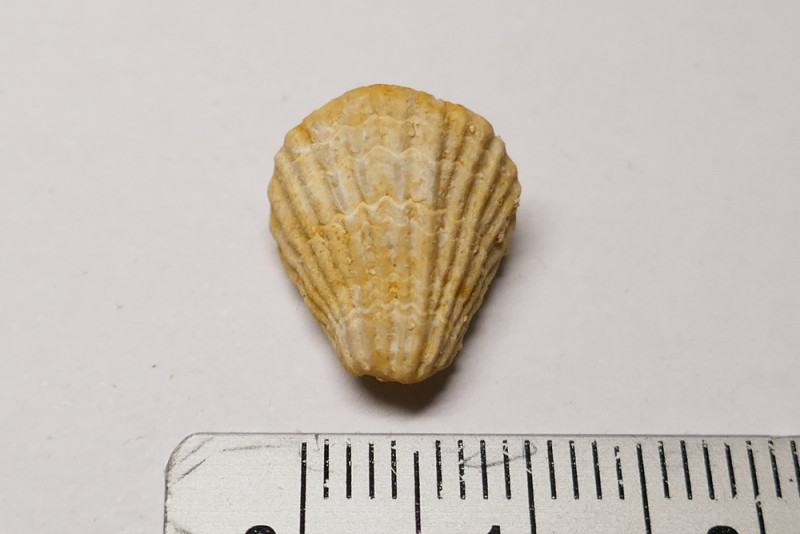 Rooth_LRCP_rudist_2.JPG
