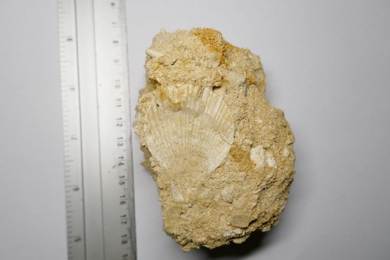 Rooth_LRCI_Chlamys faujasi DEFRANCE 1825_2.JPG