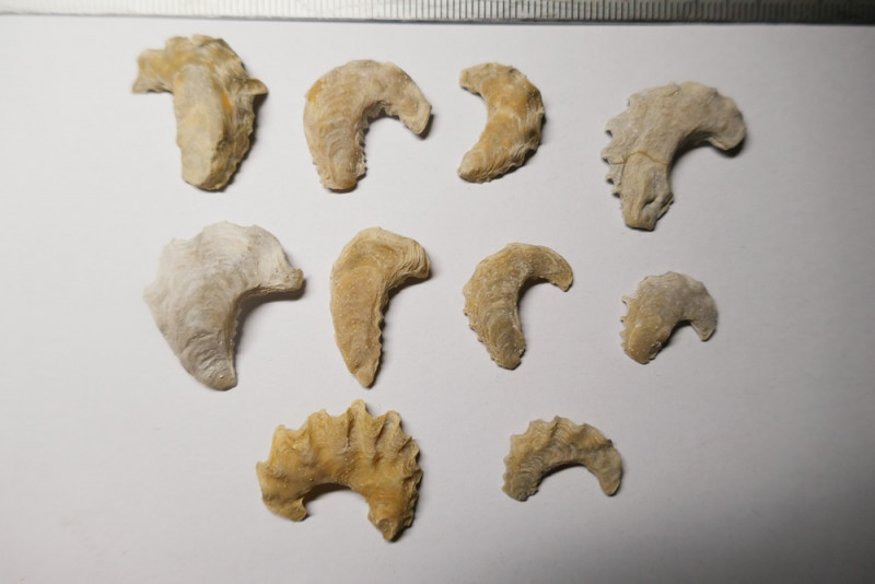 Rooth_LRCO_Agerostrea_sp_2.JPG