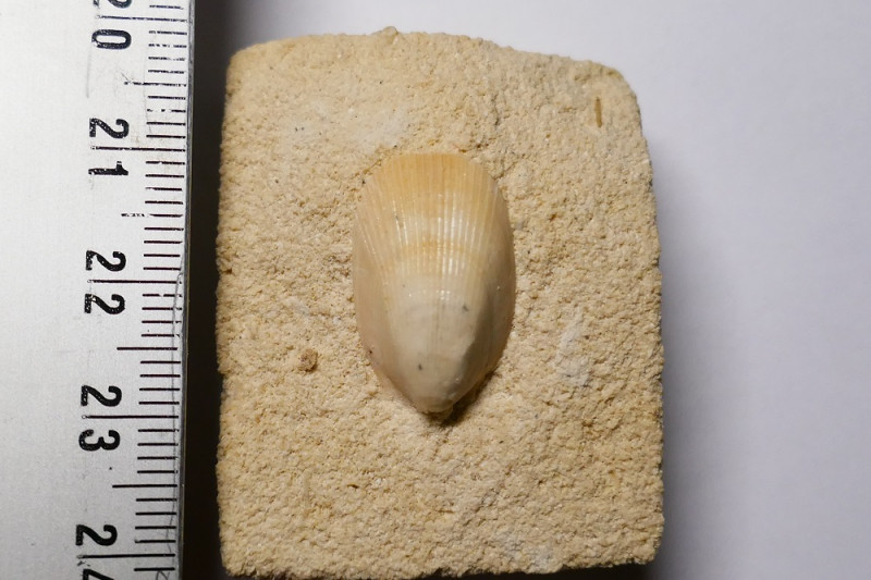 Rooth_LRBD_Limatula kunradensis_MARQUET_1982_1.JPG