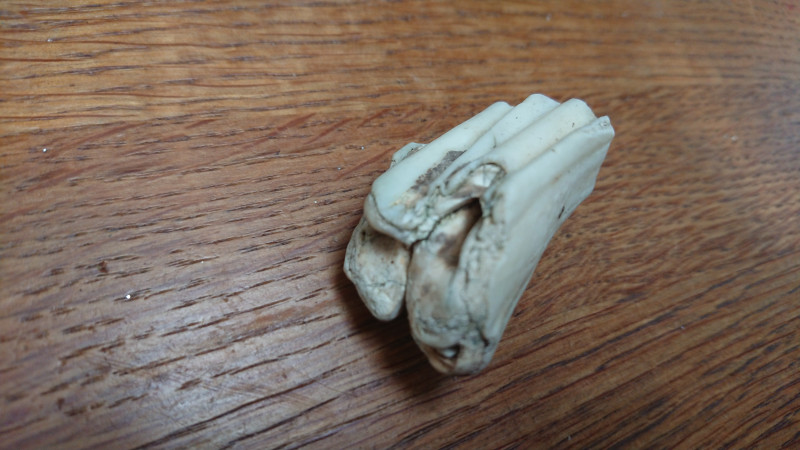 DSC_1011.JPG (6.04 MiB) 1608 keer bekeken DSC_1011.JPG