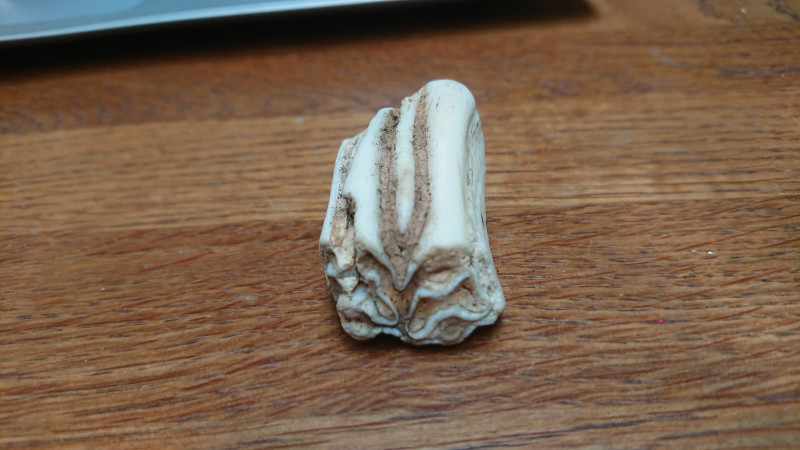 DSC_1012.JPG (5.86 MiB) 2412 keer bekeken DSC_1012.JPG