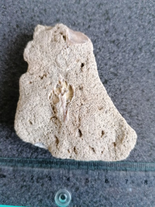 Gastropode van de volutidae familie, gedetermineerd door johan vellekoop op paleotime herselt 2019.