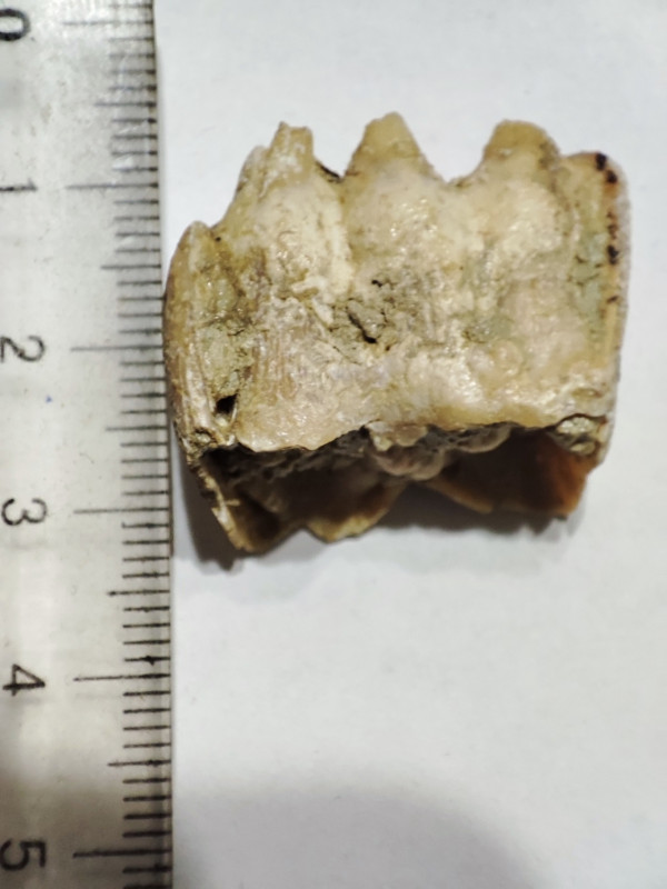 IMG_20230806_165424.jpg (396.59 KiB) 3067 keer bekeken IMG_20230806_165424.jpg