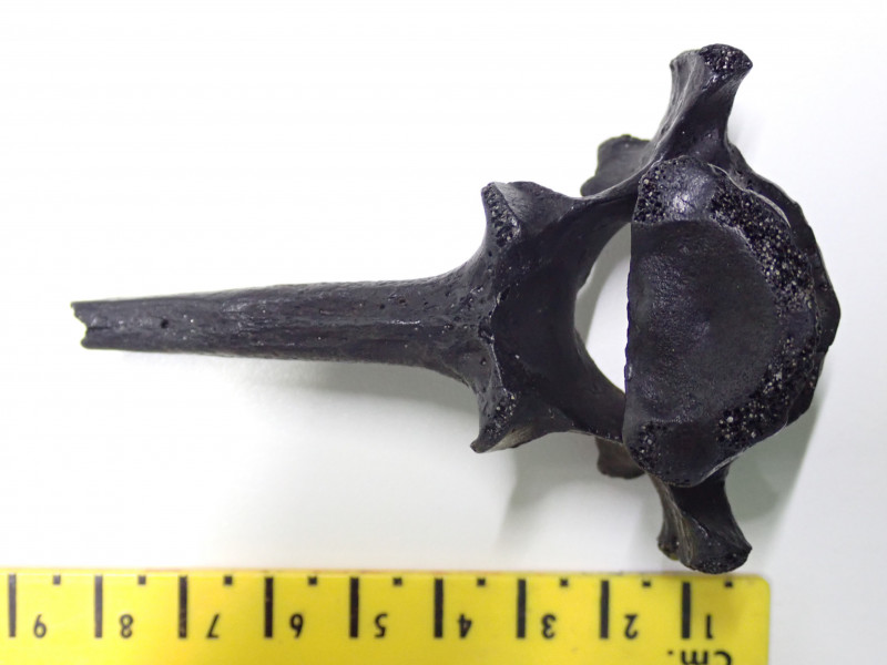 P8140018.JPG (861.57 KiB) 281 keer bekeken P8140018.JPG