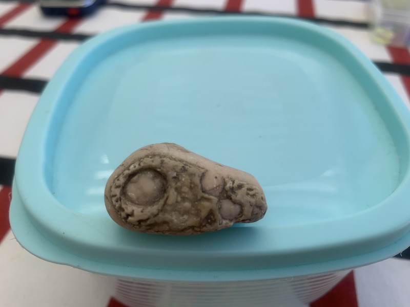 IMG_6722.jpeg (1.27 MiB) 3764 keer bekeken IMG_6722.jpeg