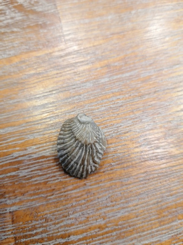 Venericor planicosta in glauciniet.