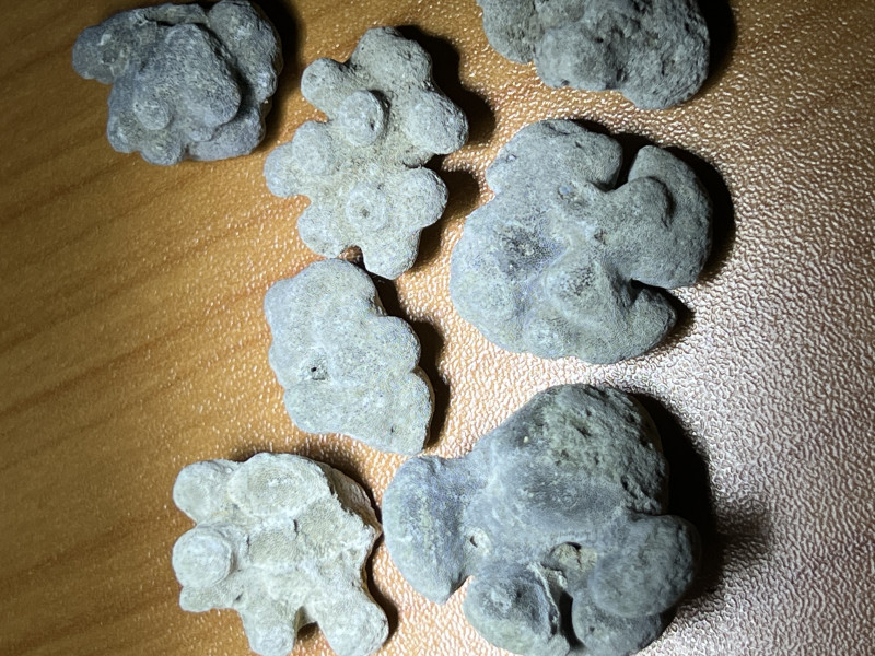 Bryozoa Lee Creek [1].jpg