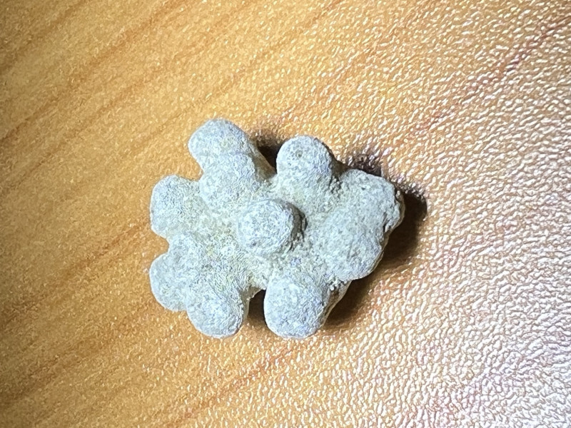Bryozoa Lee creek [3].jpg