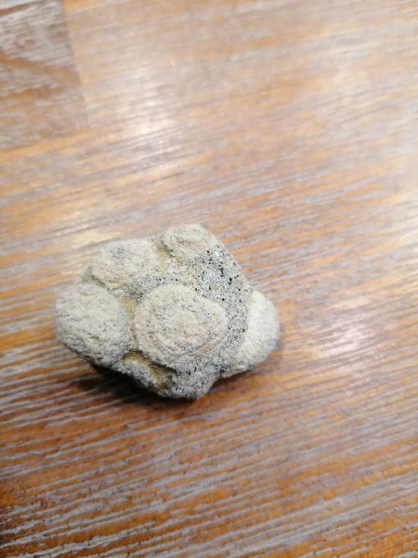 Eocene oestertje met een stukje matrix in de binnenkant.