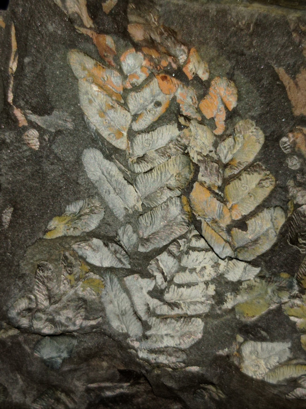 Neuropteris attenuata met Microconchus sp.  2023.jpg