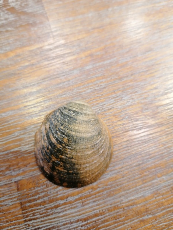 Glycimeris buitenkant.