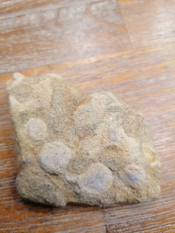 Eocene spons. 2