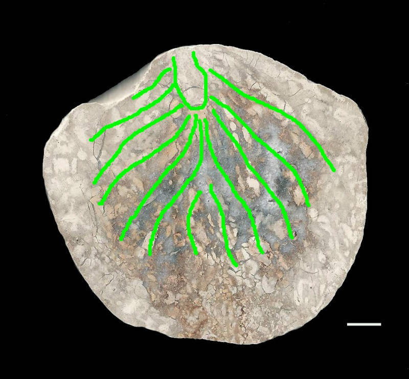 2av.JPG (206.76 KiB) 2648 keer bekeken 2av.JPG