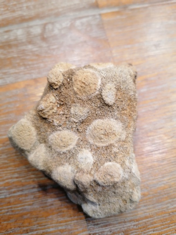 Eocene spons. 3