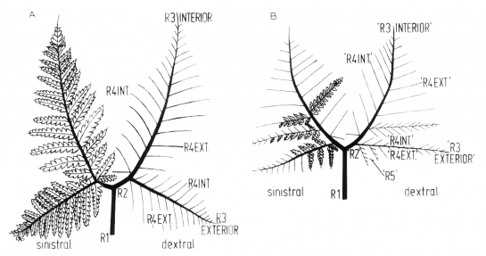 Mariopteris-Karinopteris comparison.jpg