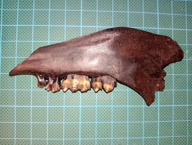 IMG20231118004739.jpg (4.52 MiB) 3583 keer bekeken IMG20231118004739.jpg