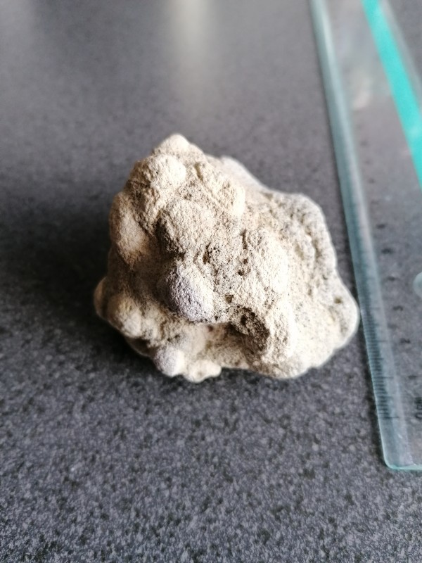 Eocene spons. 4