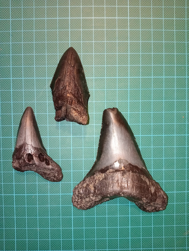 Otodus Megalodon (of toch Angustidens?)