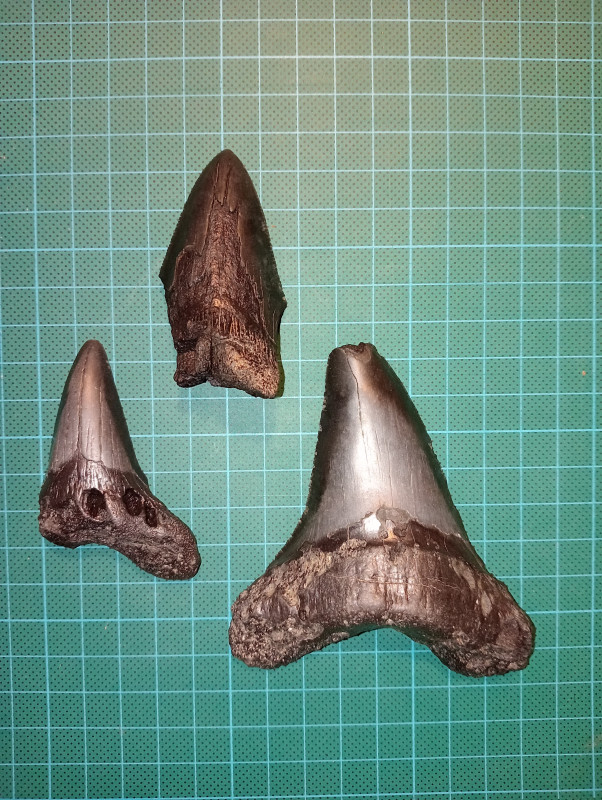 IMG20231118001552.jpg (4.99 MiB) 5165 keer bekeken Otodus Megalodon (of toch Angustidens?)