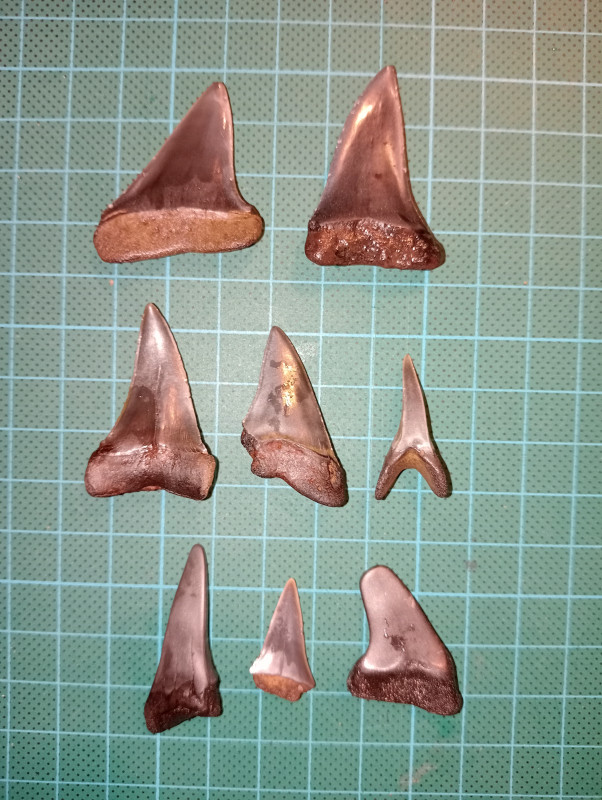 IMG20231118004627.jpg (4.16 MiB) 3753 keer bekeken De beste andere tanden Carcharodon Hastalis en 1x Isurus Oxyrinchus