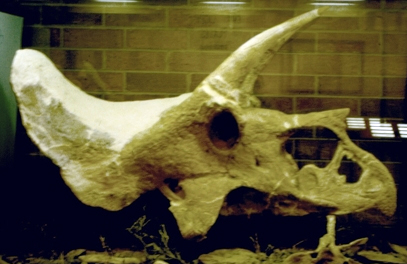 Laramie_Triceratops_skull.jpg