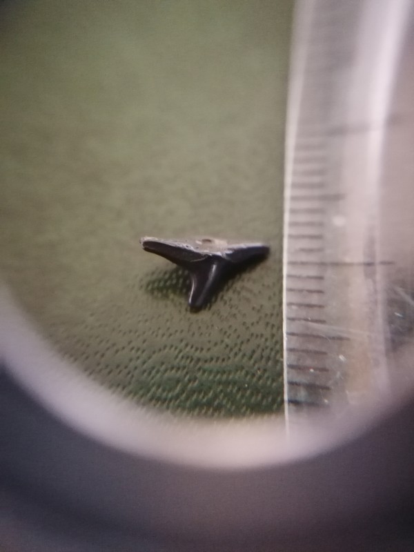 Squatina sp. 2