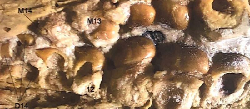 Carinodens palistinicus achterste tandposities.jpg